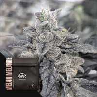 (Bild für) Melon Melange