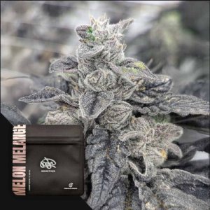 (Bild für) Melon Melange