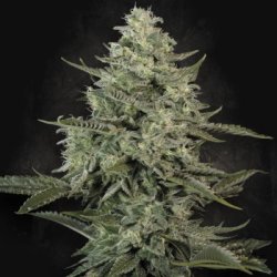 Ein allgemeines Bild