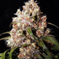 (image pour) Mendo Grape Kush