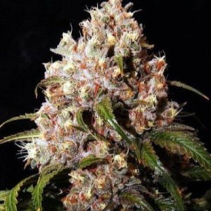 (image pour) Mendo Grape Kush
