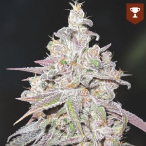 (image for) Mendocino Chanel Kush fem