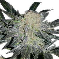 (Bild für) Mendocino Madness