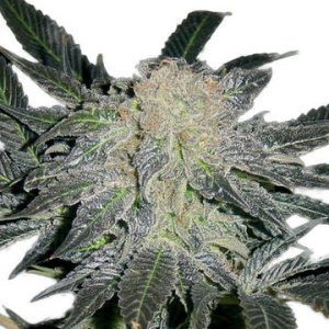 (Bild für) Mendocino Madness