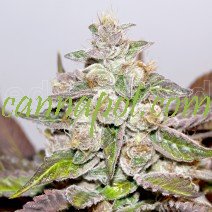 Mendocino Purple Kush fem - zum Schließen ins Bild klicken