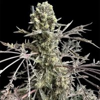 (Bild für) Mentha de Croco Fern BX1 F2