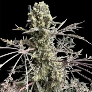 (image pour) Mentha de Croco Fern BX1 F2