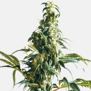 Mexican Sativa