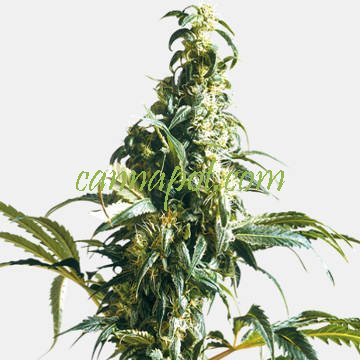 Mexican Sativa - Click Image to Close