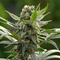 (imagen para) Mezquital Oro - Zacatecas