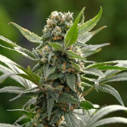 Ein allgemeines Bild