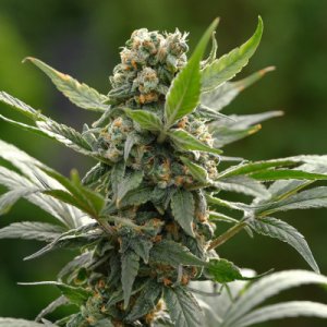 (imagen para) Mezquital Oro - Zacatecas