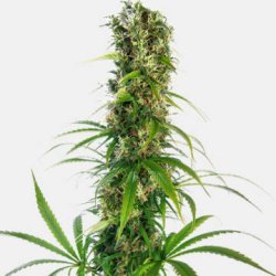 Ein allgemeines Bild