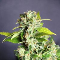 Mikromachine Auto female