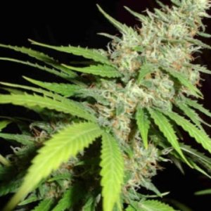 (Bild für) Millenium