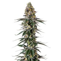 (image for) Milkshake Nerdz fem