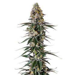 Ein allgemeines Bild