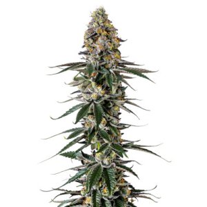 (Bild für) Milkshake Nerdz fem