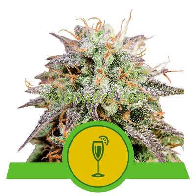 Mimosa Auto feminized - zum Schließen ins Bild klicken