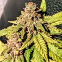 (Bild für) Mint Chocolate Bananas 6 fem