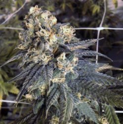 Ein allgemeines Bild