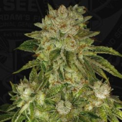 Ein allgemeines Bild