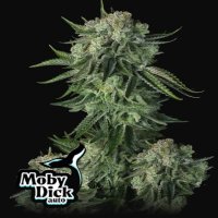 Moby Dick Auto fem