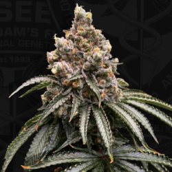 Ein allgemeines Bild