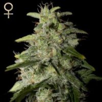 (Bild für) Money Maker feminized
