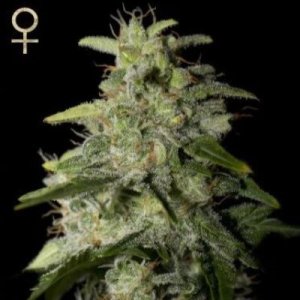 (image for) Money Maker feminized
