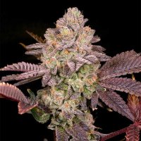 (image pour) Moon Glow