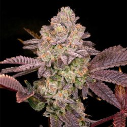 Ein allgemeines Bild