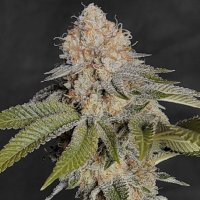 (imagen para) Mothers Hashplant