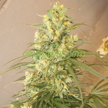 Mountain Gold (Green Mountain Seeds) - zum Schließen ins Bild klicken