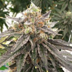 Ein allgemeines Bild