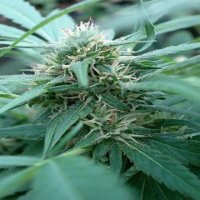 (Bild für) Mozambica