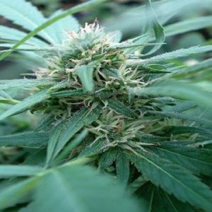 (Bild für) Mozambica