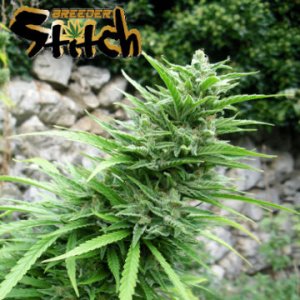 Muay Thai Superauto 3 fem