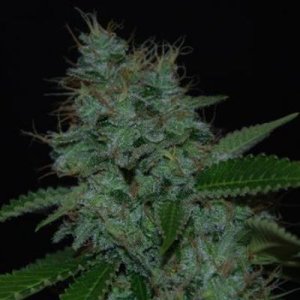 (Bild für) Narcotherapy Auto fem