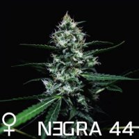 Negra 44 female
