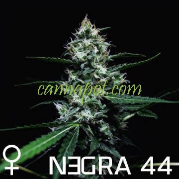 Negra 44 female - zum Schließen ins Bild klicken