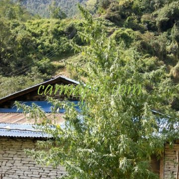 Nepal Annapurna - zum Schließen ins Bild klicken