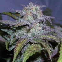 New York City Diesel