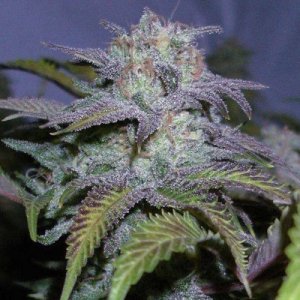 New York City Diesel