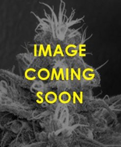 (Bild für) Nigerian Hashplant