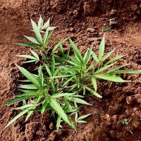 (image pour) Nigerian Landrace