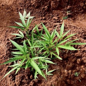 (image pour) Nigerian Landrace