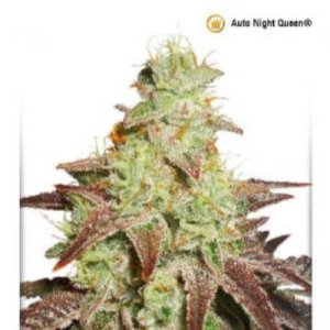 (imagen para) Auto Night Queen