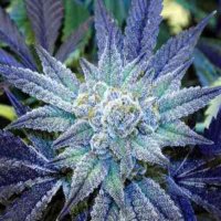 (imagen para) Night Terror OG