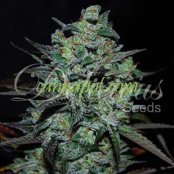 Northern Light Blue THC Free - zum Schließen ins Bild klicken